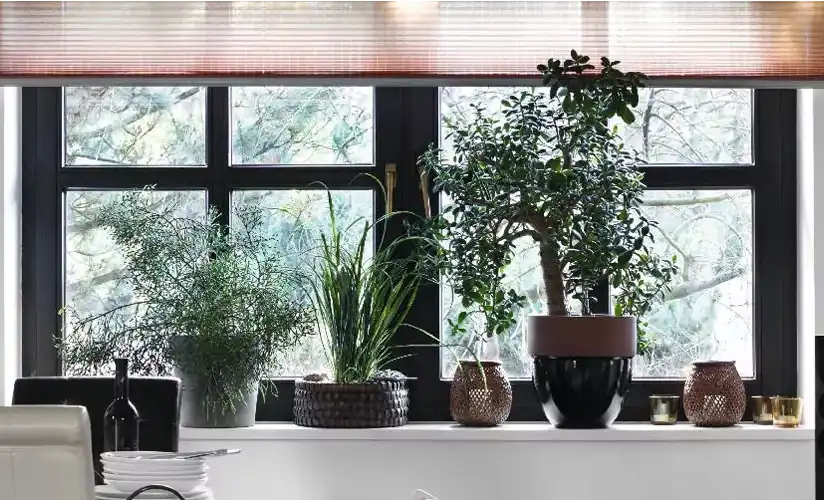 Die Innenseite eines dunkel gefärbten Holz-Alu-Fensters mit Pflanzen, Dekoration und Rollo